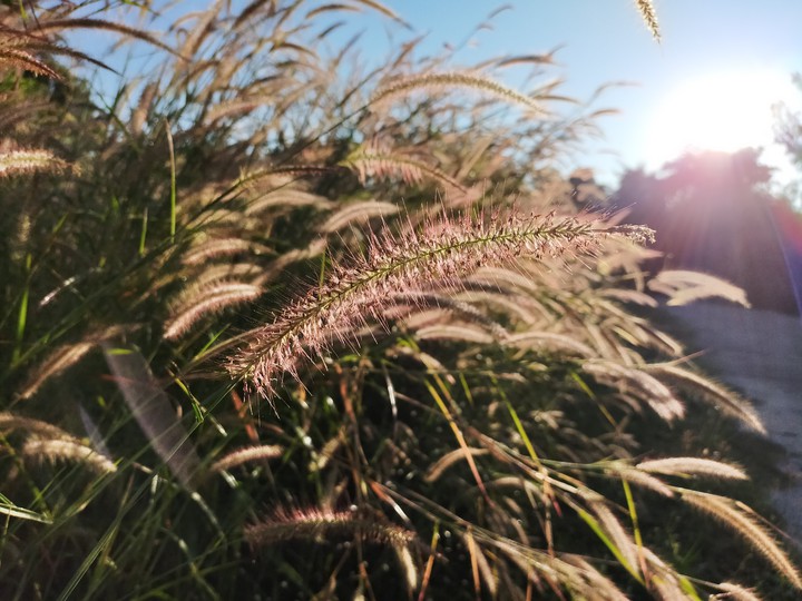 Grass