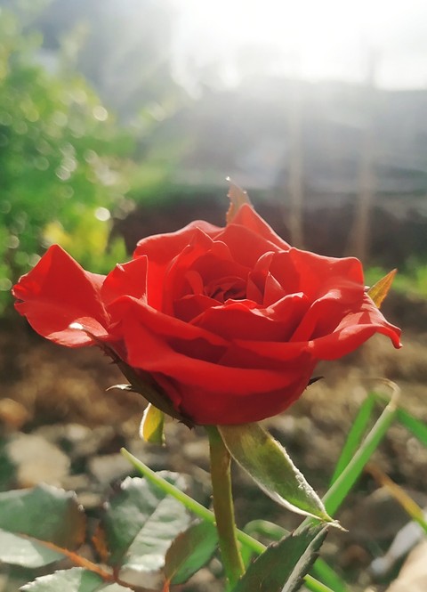 LoveRose