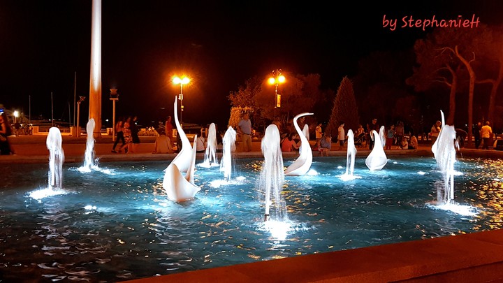 Return of swans