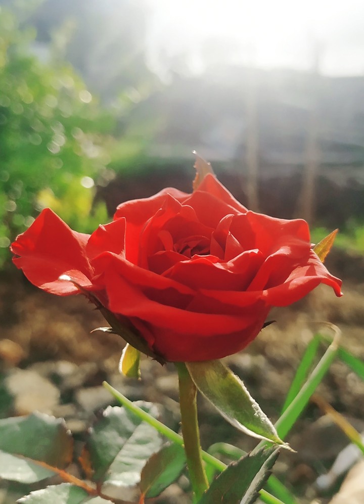 LoveRose