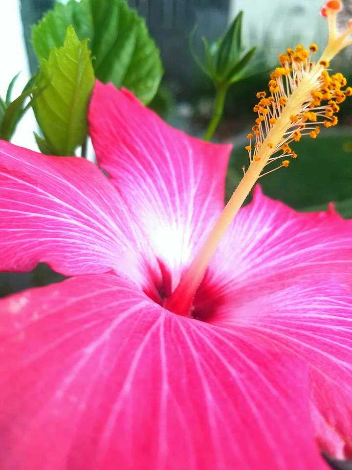 Hawiian