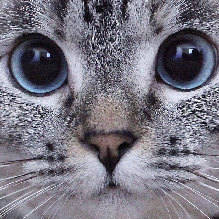 냥냥