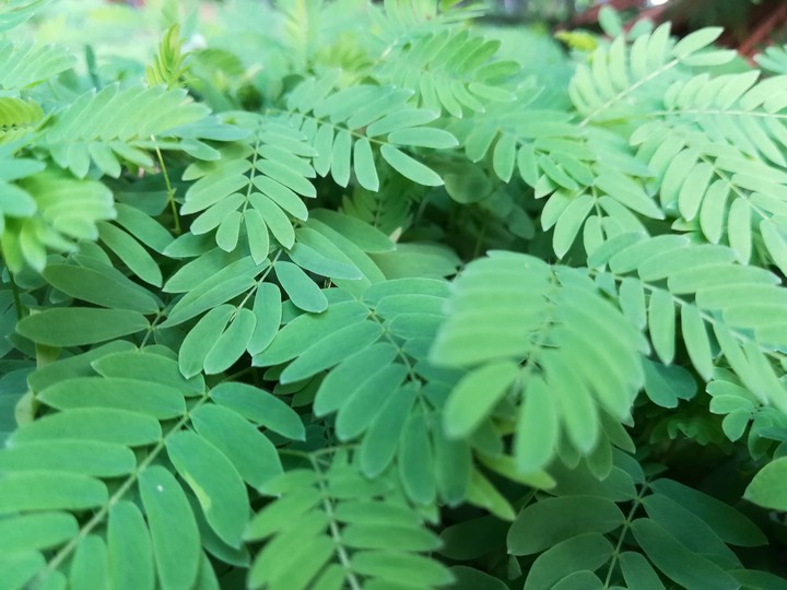 Green power
