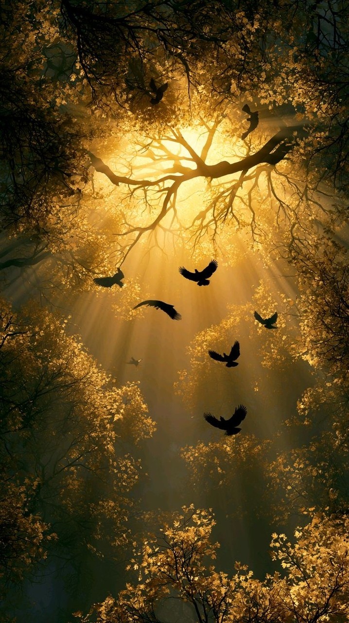 Nature's Beauty