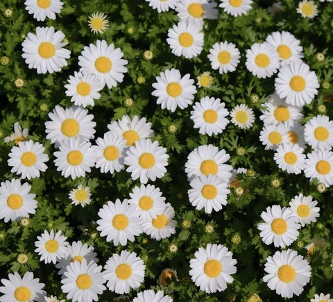 fonds d'écran plants, feverfew