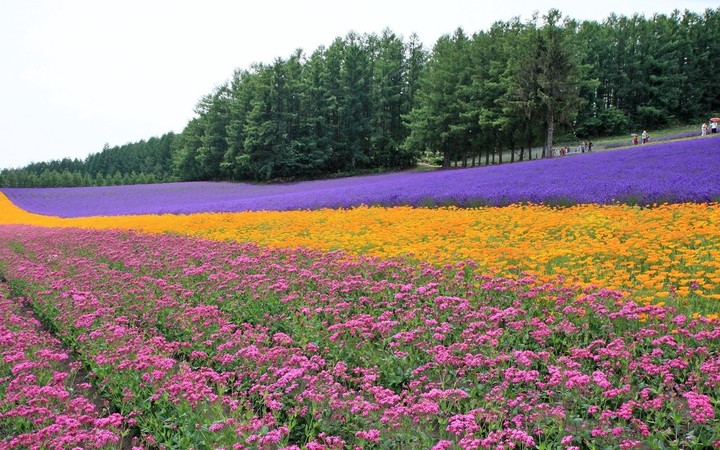 Flowers Lavender Field Plantation Trees Rows