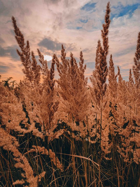 autumn vibes