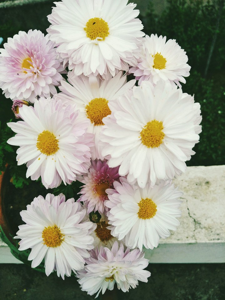 Garden photography