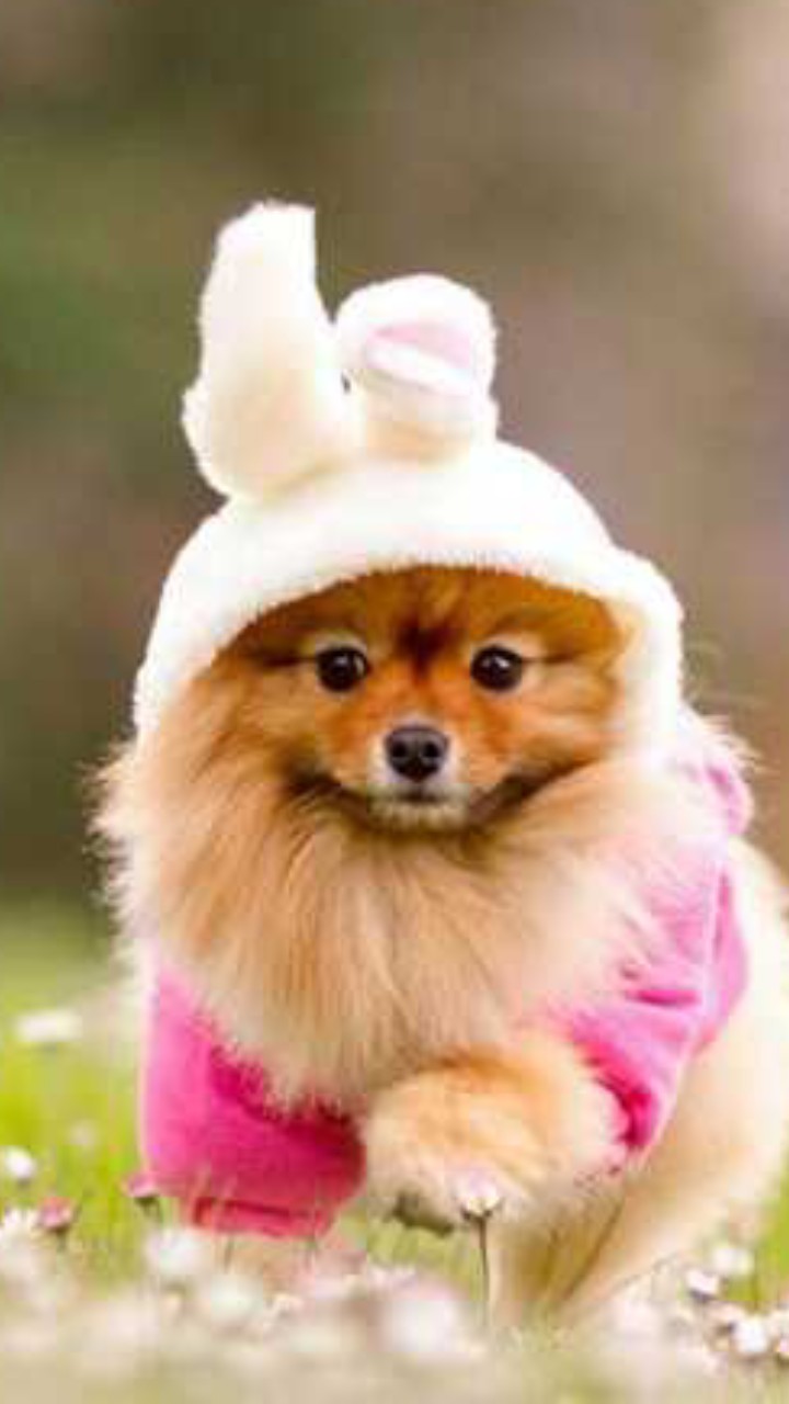 puppy