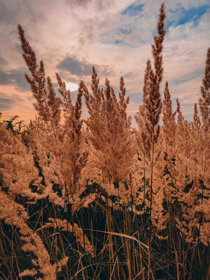 autumn vibes
