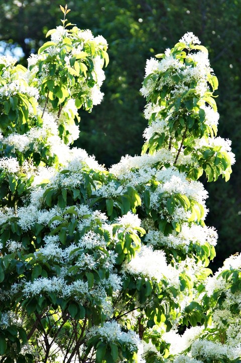 sfondi cornales, viburnum