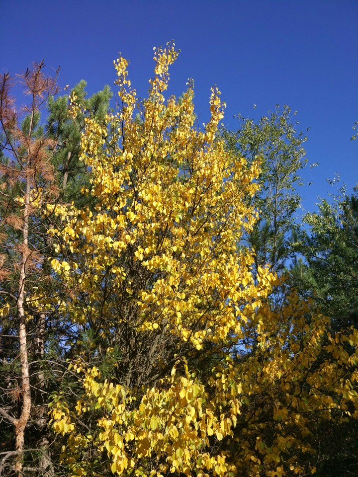 Autumn forest