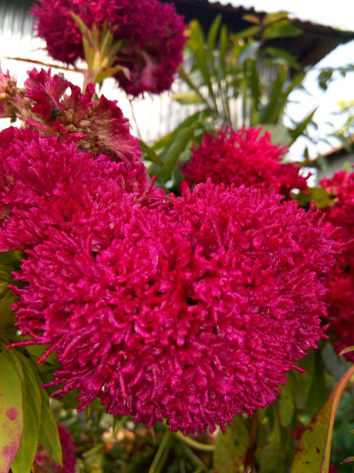 cock flower