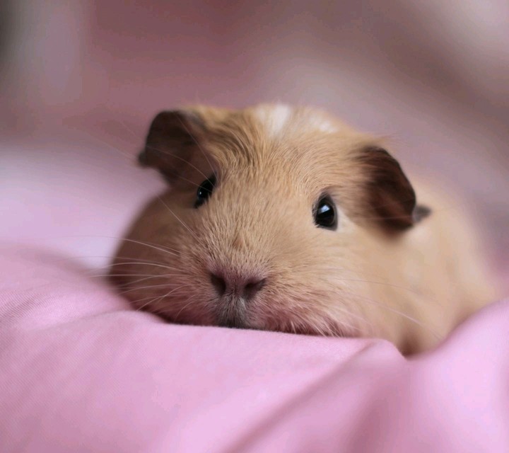 Hamster