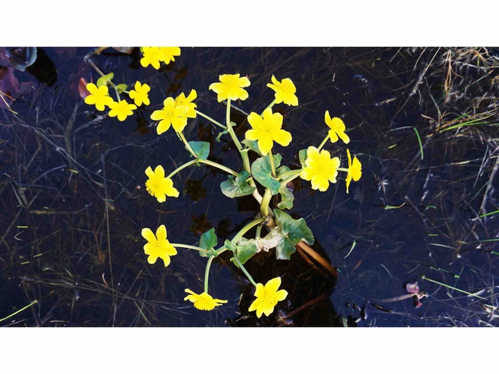 Water flowers