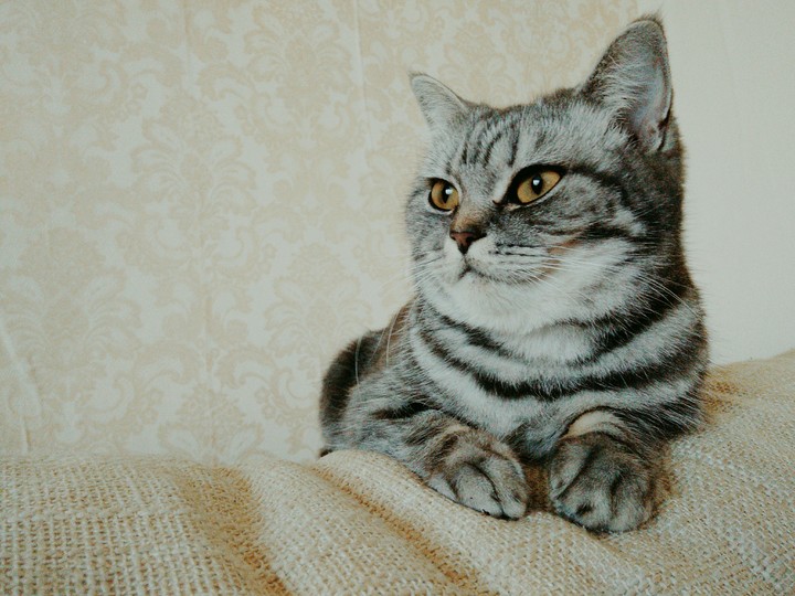 кошечка туся
