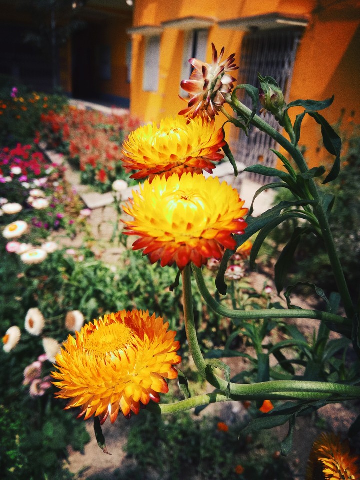 flower