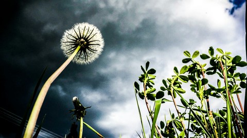 dandelion