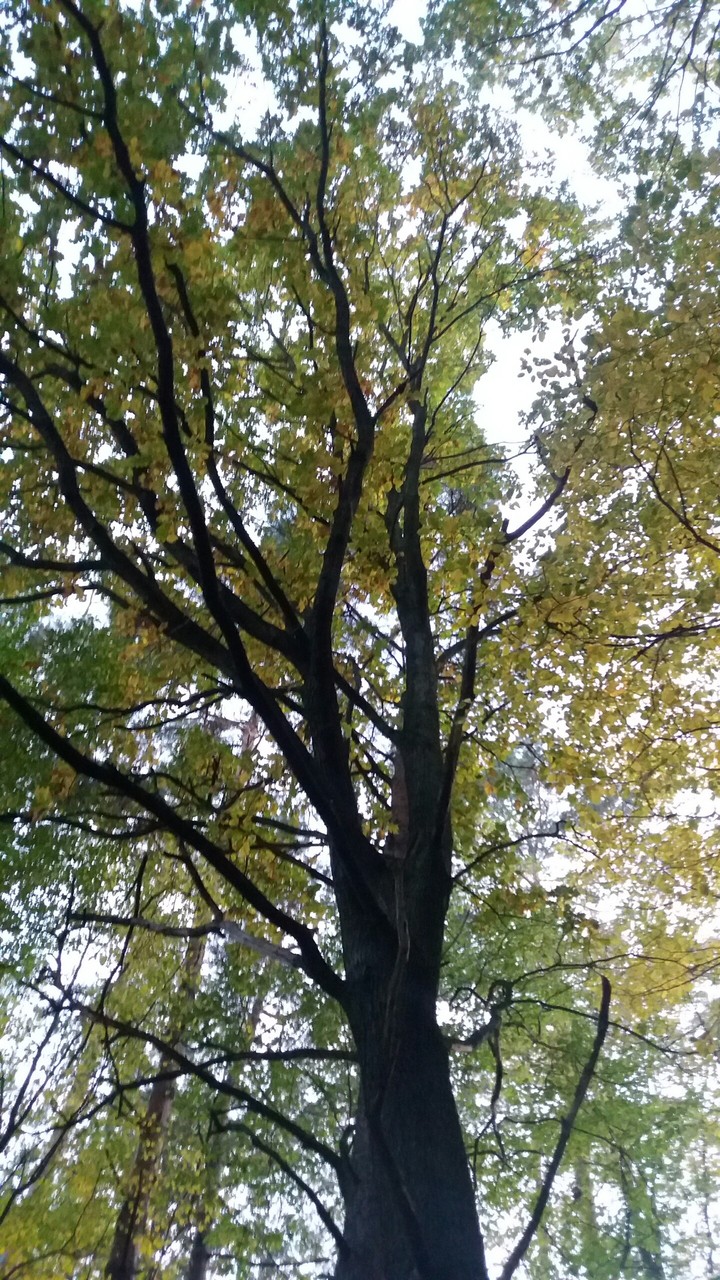 Spring Tree 