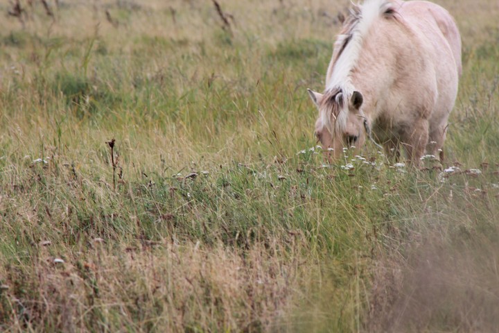 horse