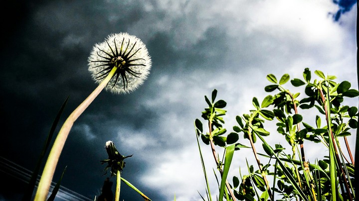 dandelion
