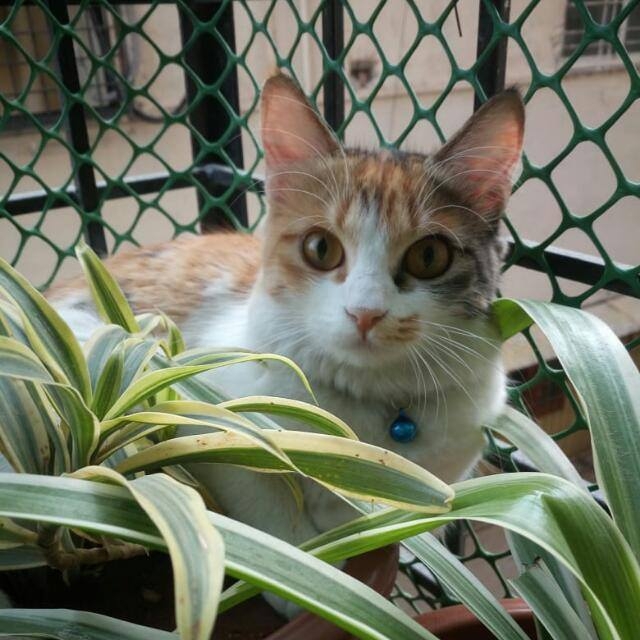 my cat