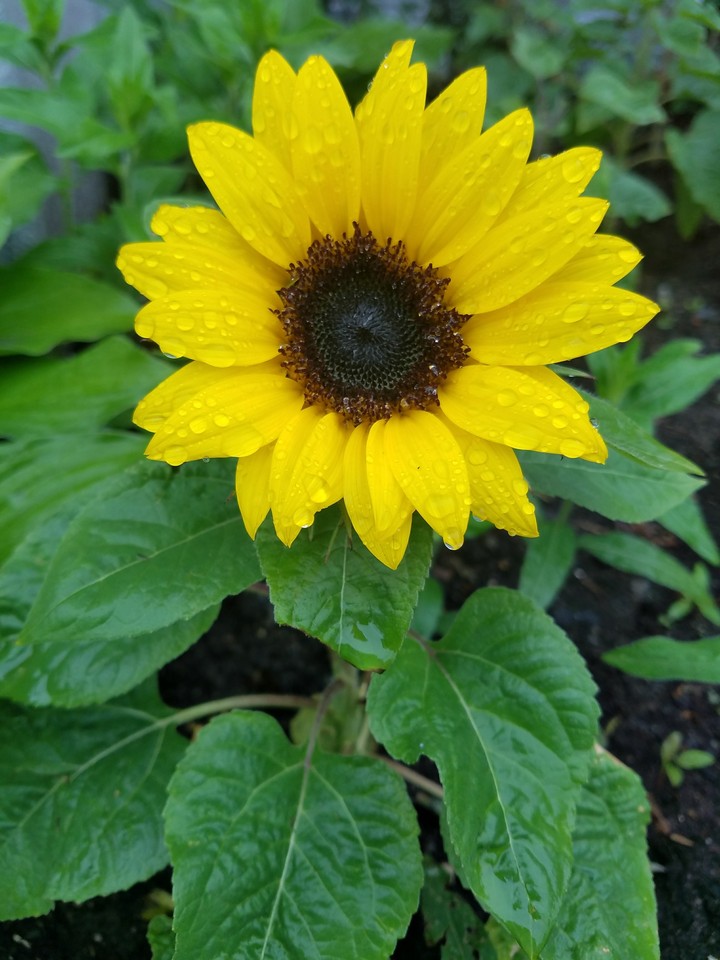Still shines on a rainy day