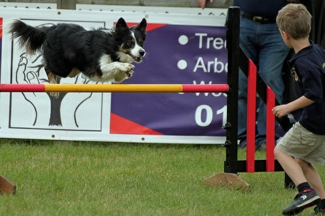 The Border Collie Because There Is No Better Dog