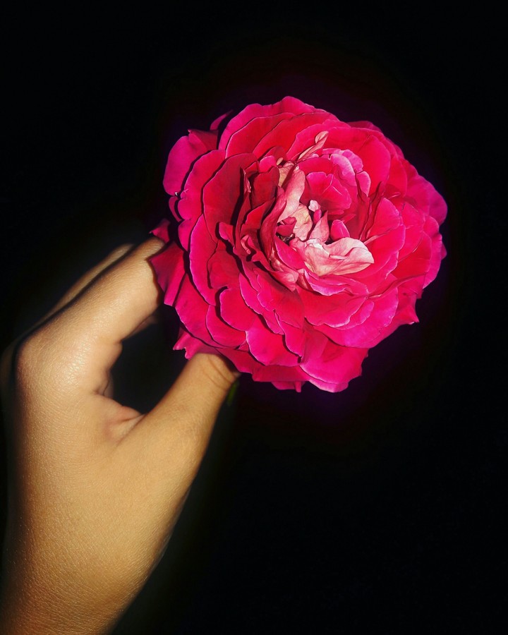 Роза // Rose