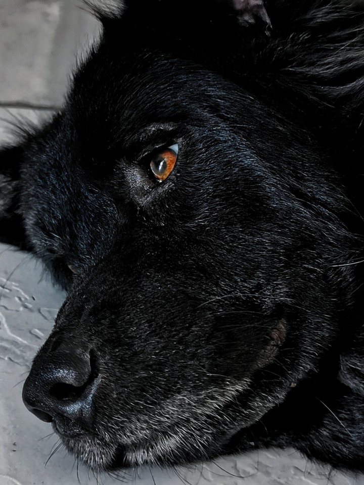 cachorro
