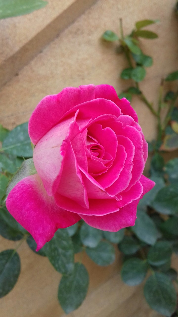 beautiful rose