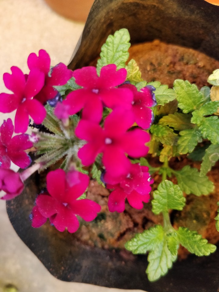 My home garden