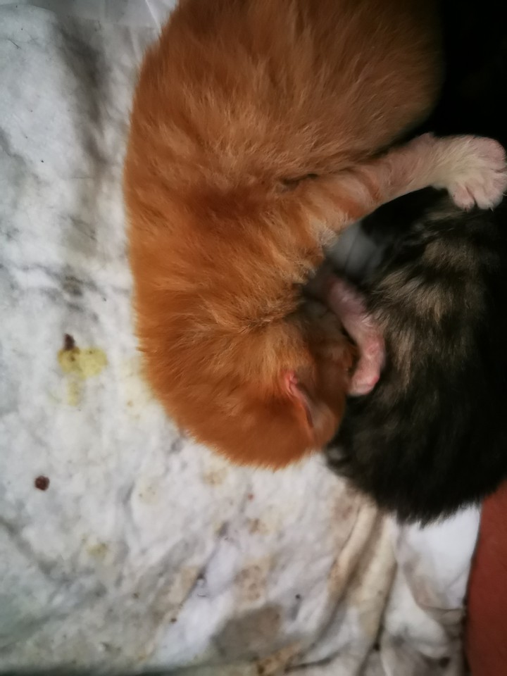 Little cats
