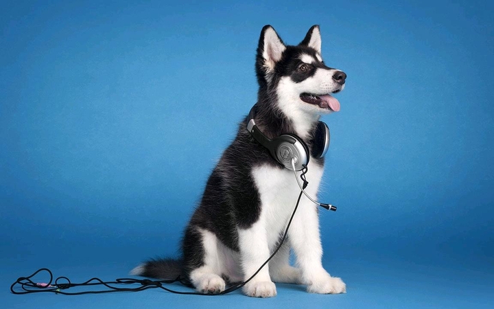dj pup