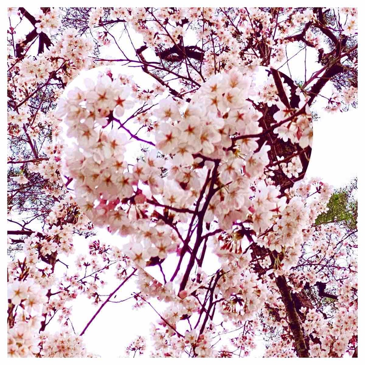 cherry blossom