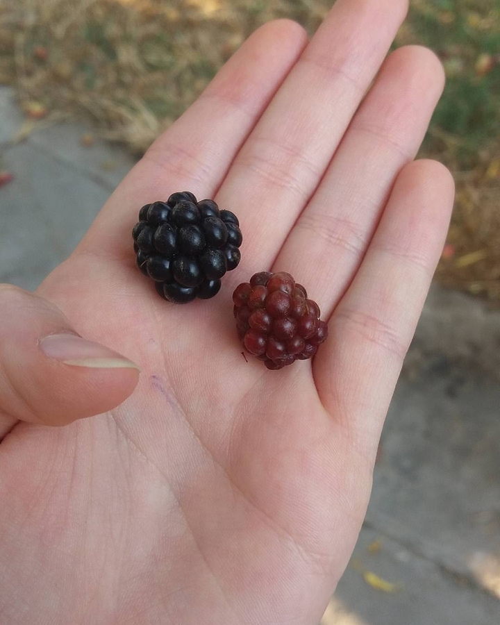fruit