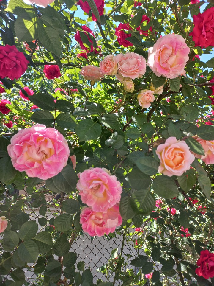 roses ?