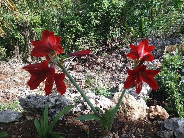 #royal red lilly