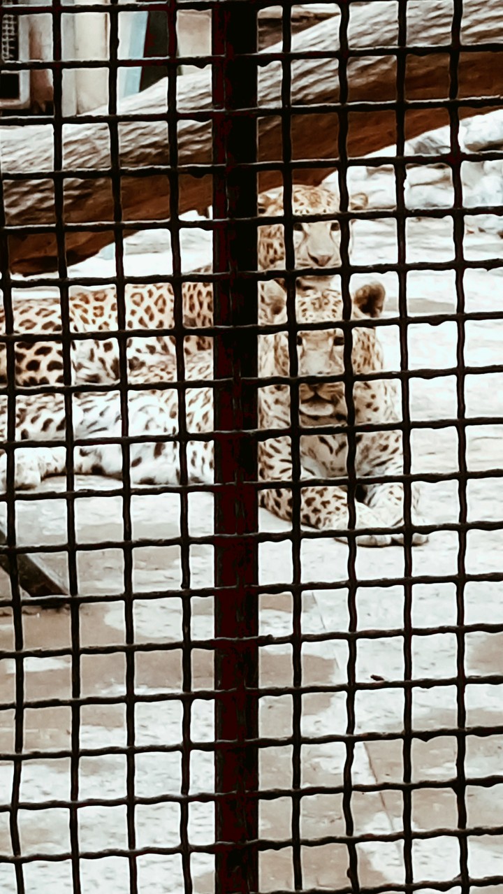 they want to be free