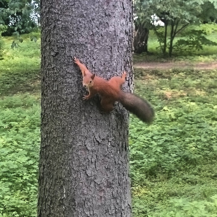 squirrel