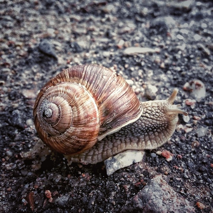 snail