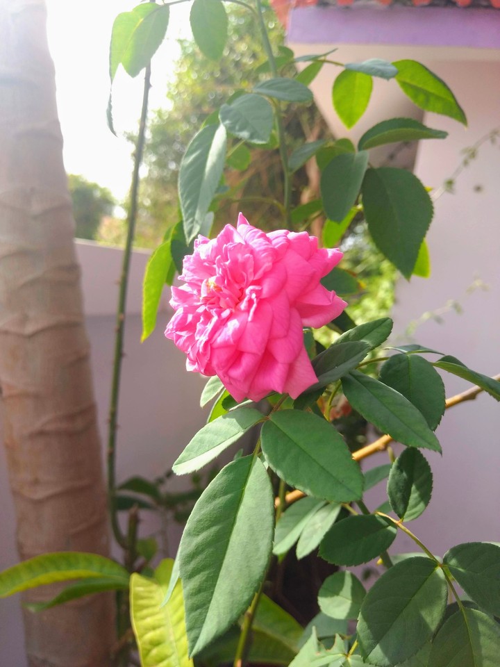rose