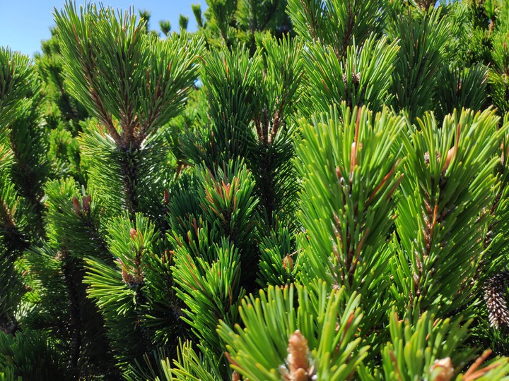 just green