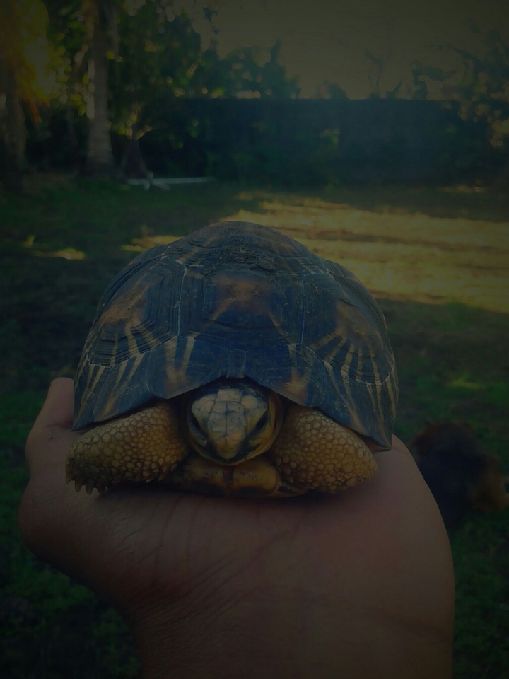 Tortoise