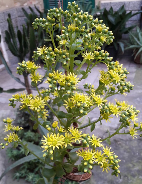 blossom 11