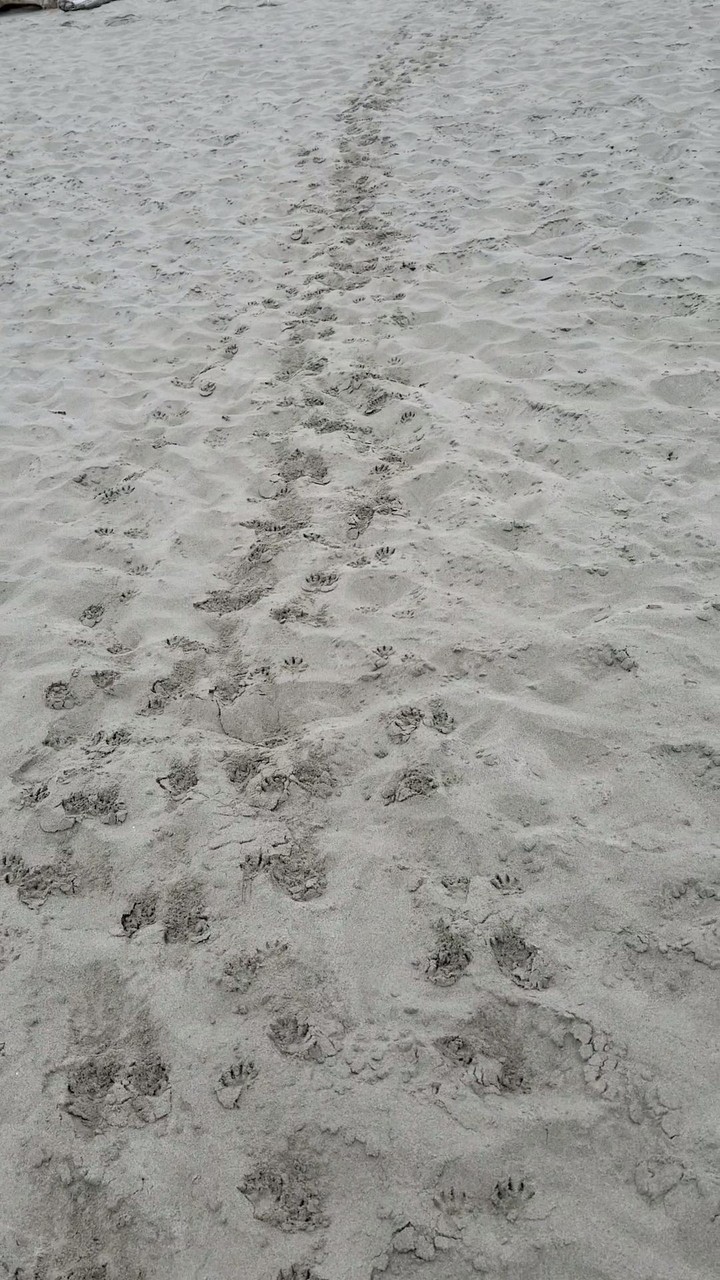 raccoon tracks 1