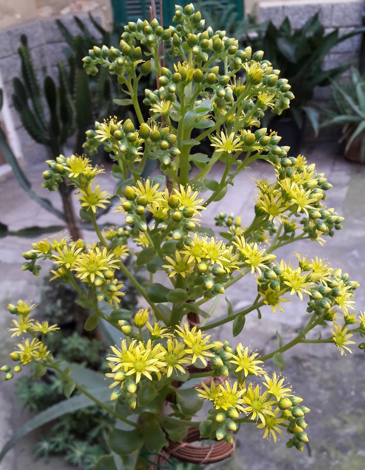 blossom 11