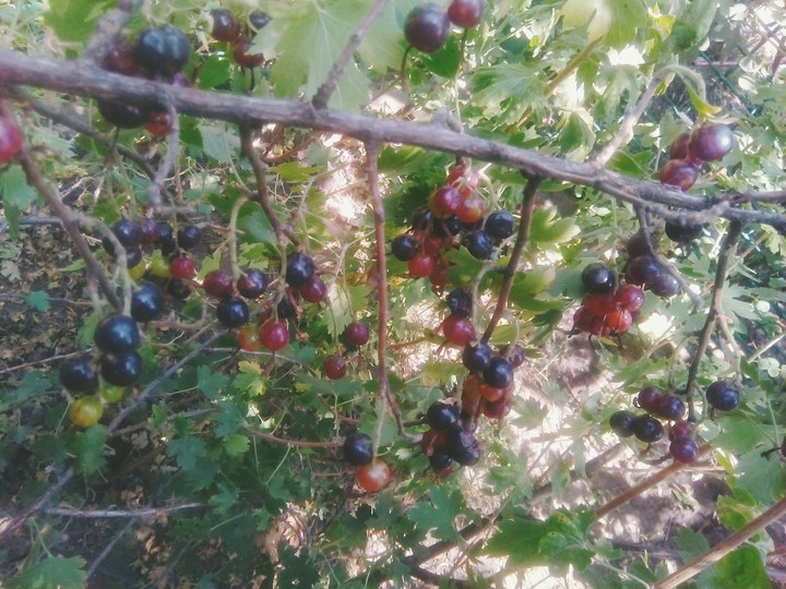 currant