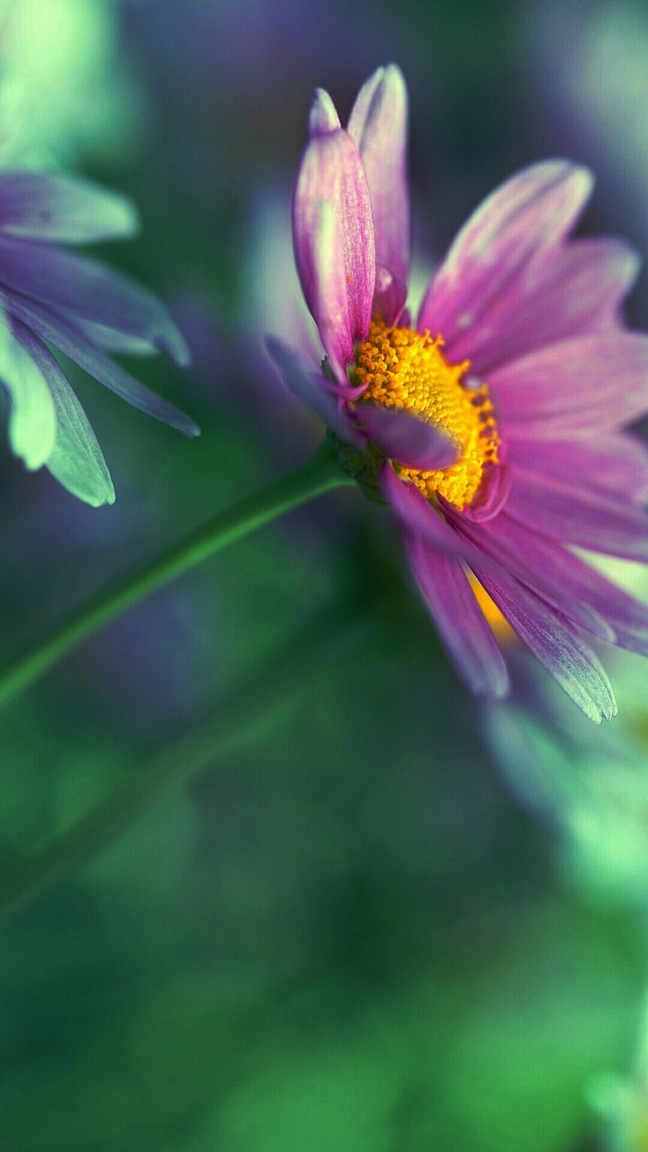 NATURAL SPLENDOR