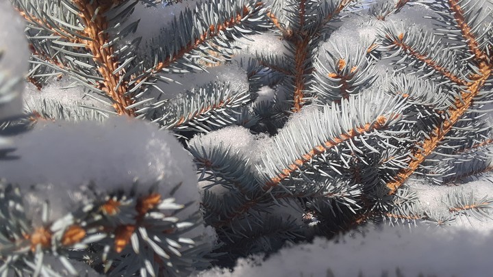 close up of a new sprouted pine